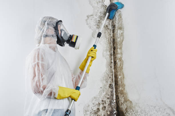 Best Industrial Mold Remediation  in Midway, NC